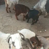 بزوبزغاله|حیوانات مزرعه|دورود, |دیوار