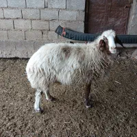 گوسفند مخصوص قصابی