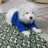 شیتزو|سگ|اسلامشهر, شهرک سالور|دیوار