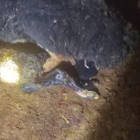 ۸۵ راس میش زاییده وابستن