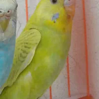 مرغ عشق بچه قابل دستی کردن