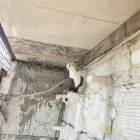 کفتر کبوتر کلاغ