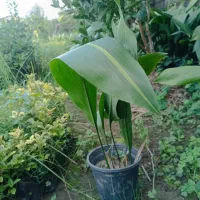 انواع گل های حیاط سازی|گل و گیاه طبیعی|کتالم و سادات شهر, |دیوار