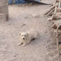 سگ پاکوتاه|سگ|طبس, |دیوار