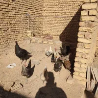 تعدادی مرغ تخم گذار|حیوانات مزرعه|شهرضا, |دیوار