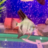 فروش آکواریوم|ماهی|رشت, دیلمان|دیوار