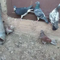 ۶کفترغریب گیری|پرنده|پاکدشت, پاکدشت (مامازند)|دیوار