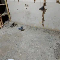 گفتر سبز ومگس|پرنده|نهبندان, |دیوار