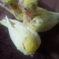 جوجه عروس هلندی