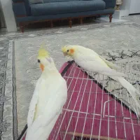 عروس هلندی|پرنده|مشهد, نوید|دیوار