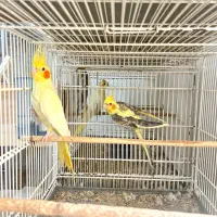 عروس هلندی /مرغ عشق|پرنده|بندرعباس, |دیوار