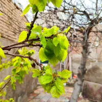 خانه حیاط دار با زیرزمین - اشرفی لاله
