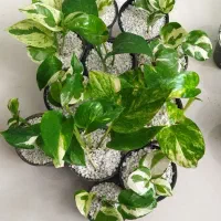 گل یوکا پتوس|گل و گیاه طبیعی|یزد, |دیوار