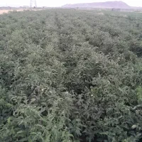 بذر گوجه F1 رقم ۸۰۲۰،عملکرد ۱۸۰ تن، مشابه۸۳۲۰|خدمات باغبانی و درختکاری|کازرون, |دیوار