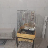 قفس جای پرنده