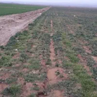 زمین در ایلخیچی