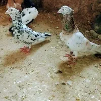 سار سرونج کاکلی
