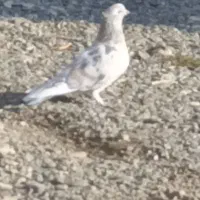 فروش پنج عدد ماده همگی ضمانتی|پرنده|اشنویه, |دیوار