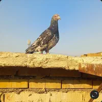 کبوتر|پرنده|شوشتر, |دیوار