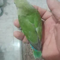 جوجه طوطی برزیلی کتوله  40 روزه