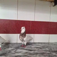 کبوتر طوقی نسل دار و آنتیک
