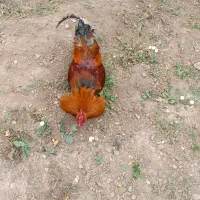 فروش مرغ خروس