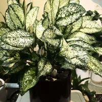 گلدان با گل