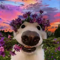 عروس هلندی لوتینو جفت گرک