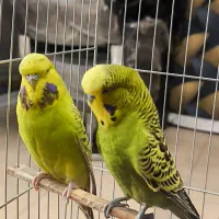 مرغ عشق انگلیسی گریدa|پرنده|بهارستان, |دیوار