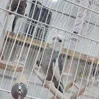 عروس هلندی بالغ