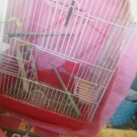 عروس هلندی فروشی|پرنده|کرمان, |دیوار