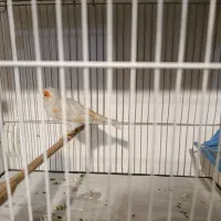 قناری ماده مست سیلور موزاییکی خارجی نژاددار