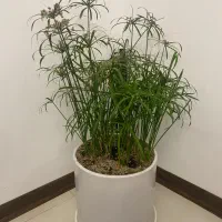 گلدان نخل مرداب