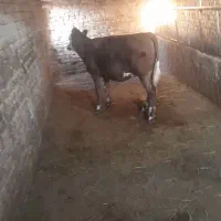 گوساله ماده