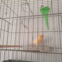 قناری تعداد فروشی