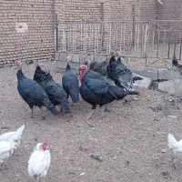 بوقلمون نر فروشی|حیوانات مزرعه|سبزوار, قصبه شرقی|دیوار