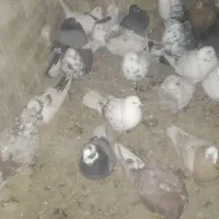 کبوتر همشون هم پرشی درجه یک