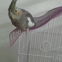 عروس جفت|پرنده|شهر ری, ظهیرآباد|دیوار