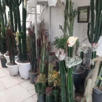 انواع کاکتوس های تزئینی و دکوراتیو|گل و گیاه طبیعی|مشهد, شهرک صنعتی توس|دیوار