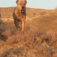 سگ سرابی ماده