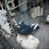 سیاه پلنگ کلایی