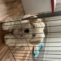 سگ شیتزو تریر عروسکی