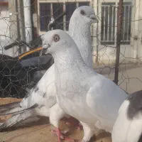 کبوتر رنگی جفتی و تکی|پرنده|مینودشت, |دیوار