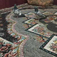 کبوتر کله ای پاکستانی|پرنده|خاش, |دیوار