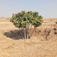 باغ انجیر منطقه خرامه بر جاده اصلی|فروش زمین و ملک کلنگی|خرامه, |دیوار