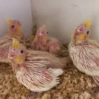 جوجه عروس هلندی