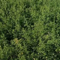 بذر یونجه رقم ماسکو