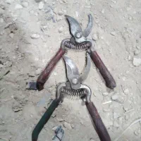 قیچی زرشک چینی