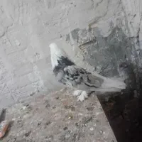 کفتر|پرنده|شهریار, شهرک امیریه|دیوار