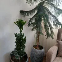 گل آپارتمانی